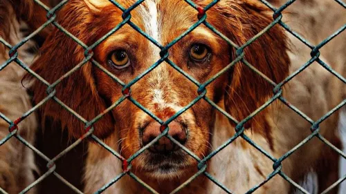 SPA : les abandons d'animaux en hausse dans les Hauts-de-France